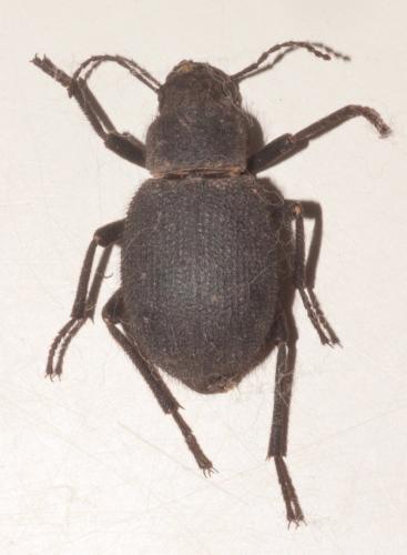 Trachyderma maroccana